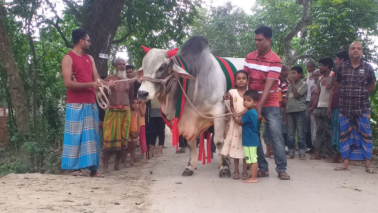 প্রধানমন্ত্রী শেখ হাসিনাকে উপহার হিসেবে দেওয়া গরু দেখতে মানুষের ভিড়।