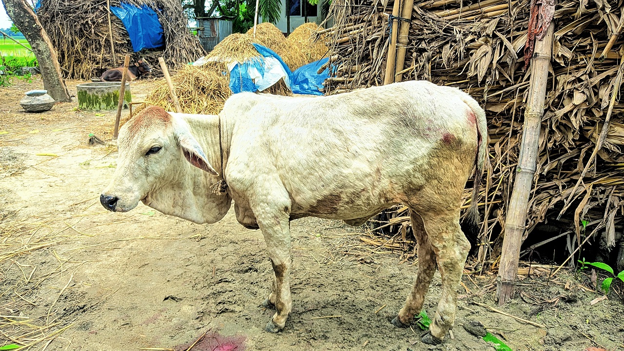 এলএসডি বা লাম্পি স্কিন ডিজিজ রোগে আক্রান্ত গরু। ছবি : কালবেলা