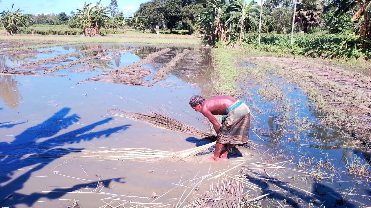 তীব্র রোদ্রে দিনাজপুরের খানসামায় পাটের সোনালি আঁশ সংগ্রহ করছেন কৃষক। ছবি : কালবেলা