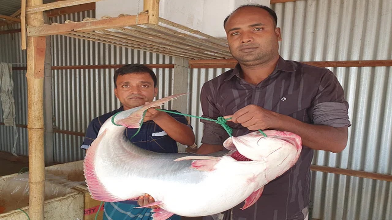 গোয়ালন্দের ১৫ কেজির পাঙ্গাস। ছবি : কালবেলা