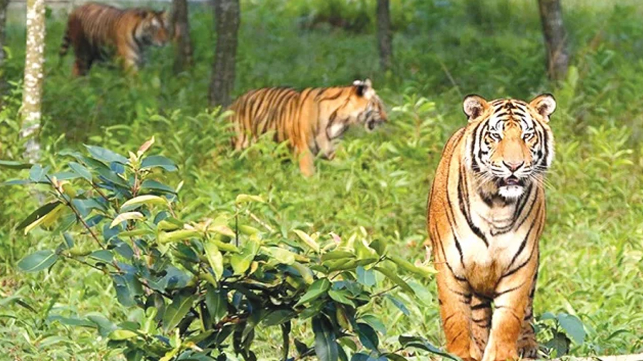 সুন্দরবনের রয়েল বেঙ্গল টাইগার। ছবি : সংগৃহীত