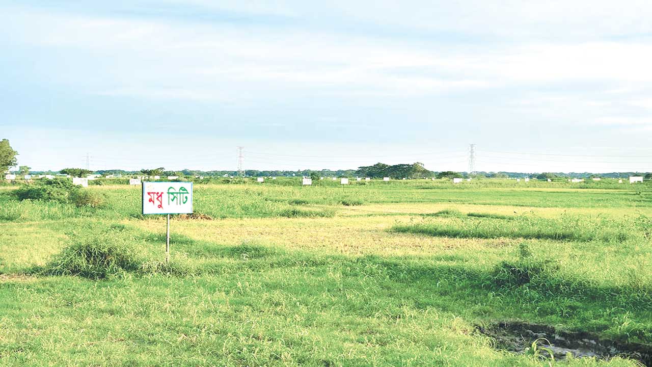 বিলজুড়ে মধু সিটির সাইনবোর্ড লাগানো। ছবি: কালবেলা