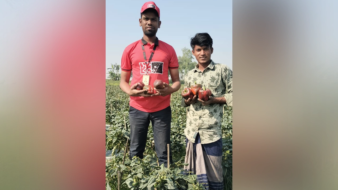 জামালপুরের ইসলামপুরের কৃষক হৃদয় হাসানের ক্যাপসিকাম কিনে নিল ‘স্বপ্ন’। ছবি : সংগৃহীত