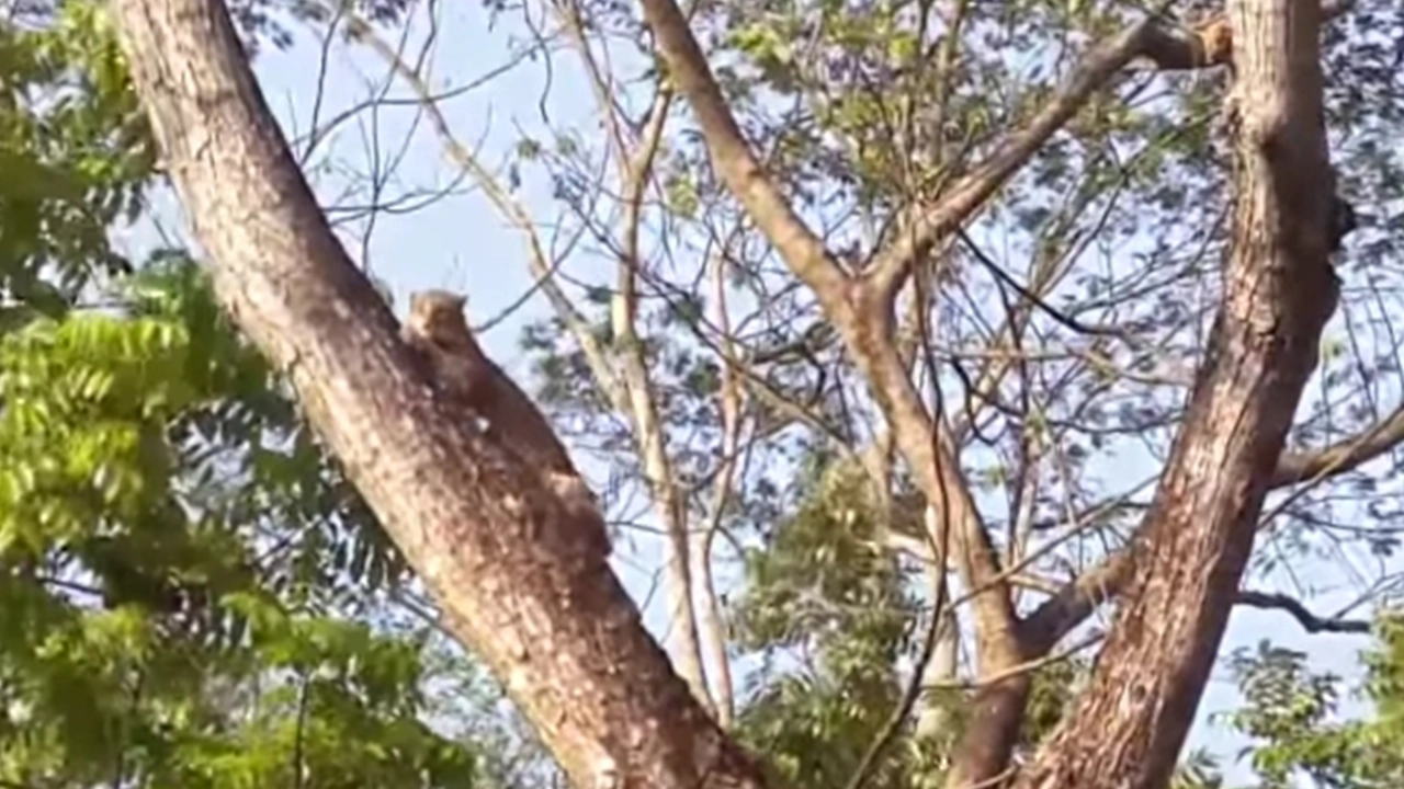 ফরিদপুরে ভাঙ্গায় মেছোবাঘ। ছবি : কালবেলা