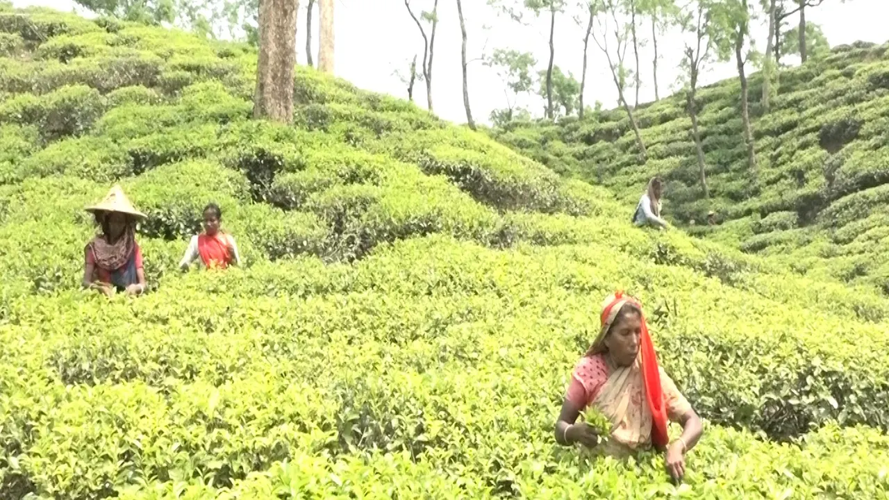 চা বাগানে কাজ করছেন চা শ্রমিক। ছবি : সংগৃহীত