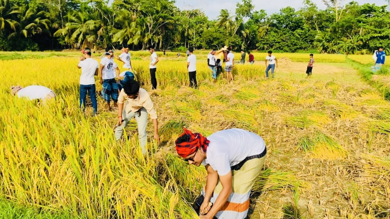 কৃষকের ধান কেটে দিল ছাত্রলীগ। ছবি : কালবেলা