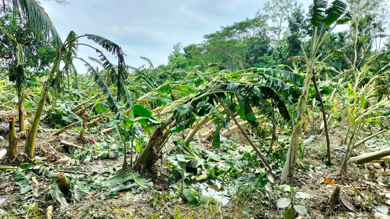 ঘূর্ণিঝড় রিমালের তাণ্ডবে ক্ষয়ক্ষতি কোটি টাকা। ছবি : কালবেলা