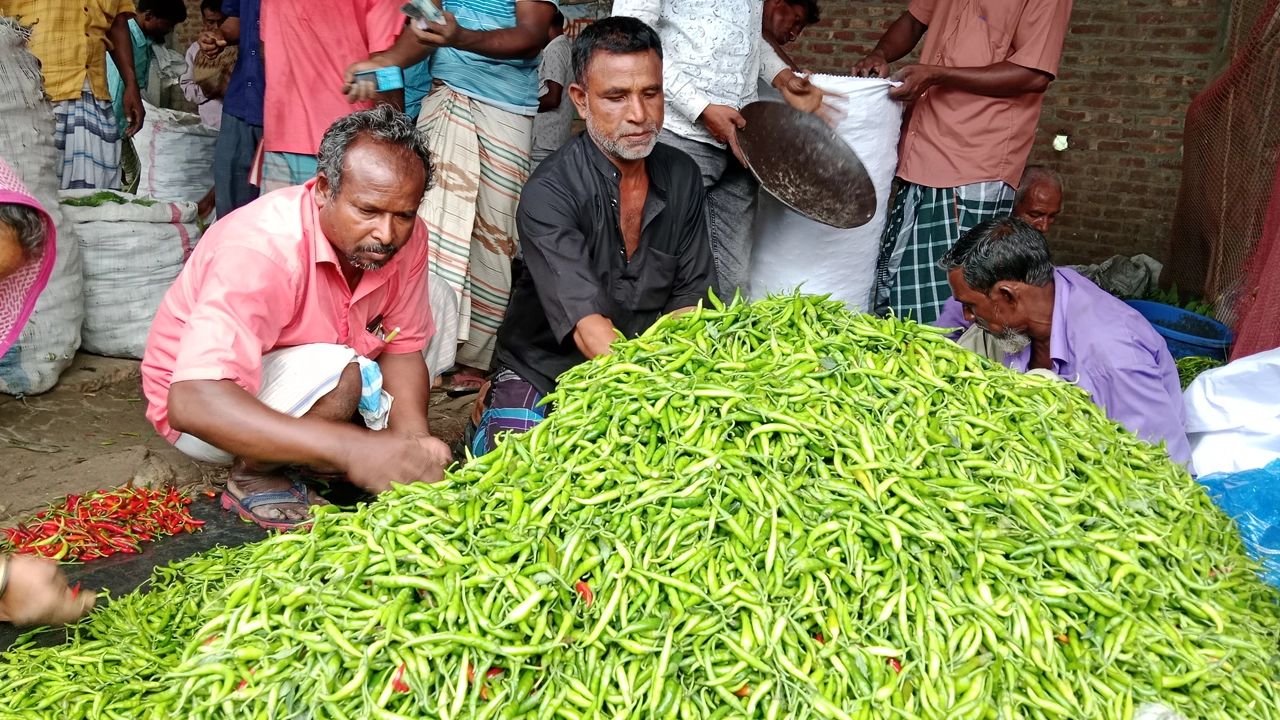 পাইকারি বাজারে বিক্রির জন্য স্তূপ করে রাখা হয়েছে কাঁচা মরিচ। ছবি : কালবেলা