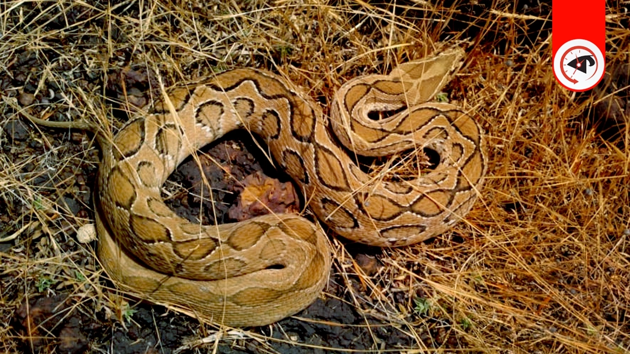 রাসেল ভাইপার। গ্রাফিক্স : কালবেলা