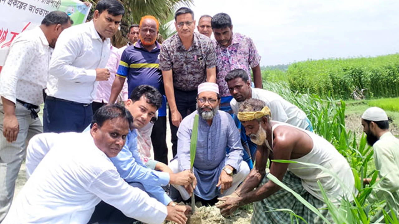 বগুড়ার শেরপুর উপজেলায় দুই কিলোমিটার সড়কে তালগাছের চারা রোপণ। ছবি : কালবেলা