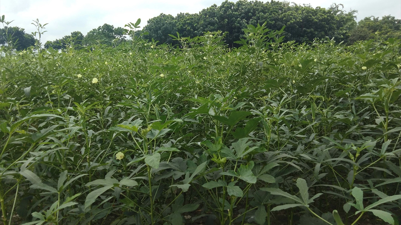 ঠাকুরগাঁয়ের হরিপুরে ঢেঁড়সের চাষ। ছবি : কালবেলা