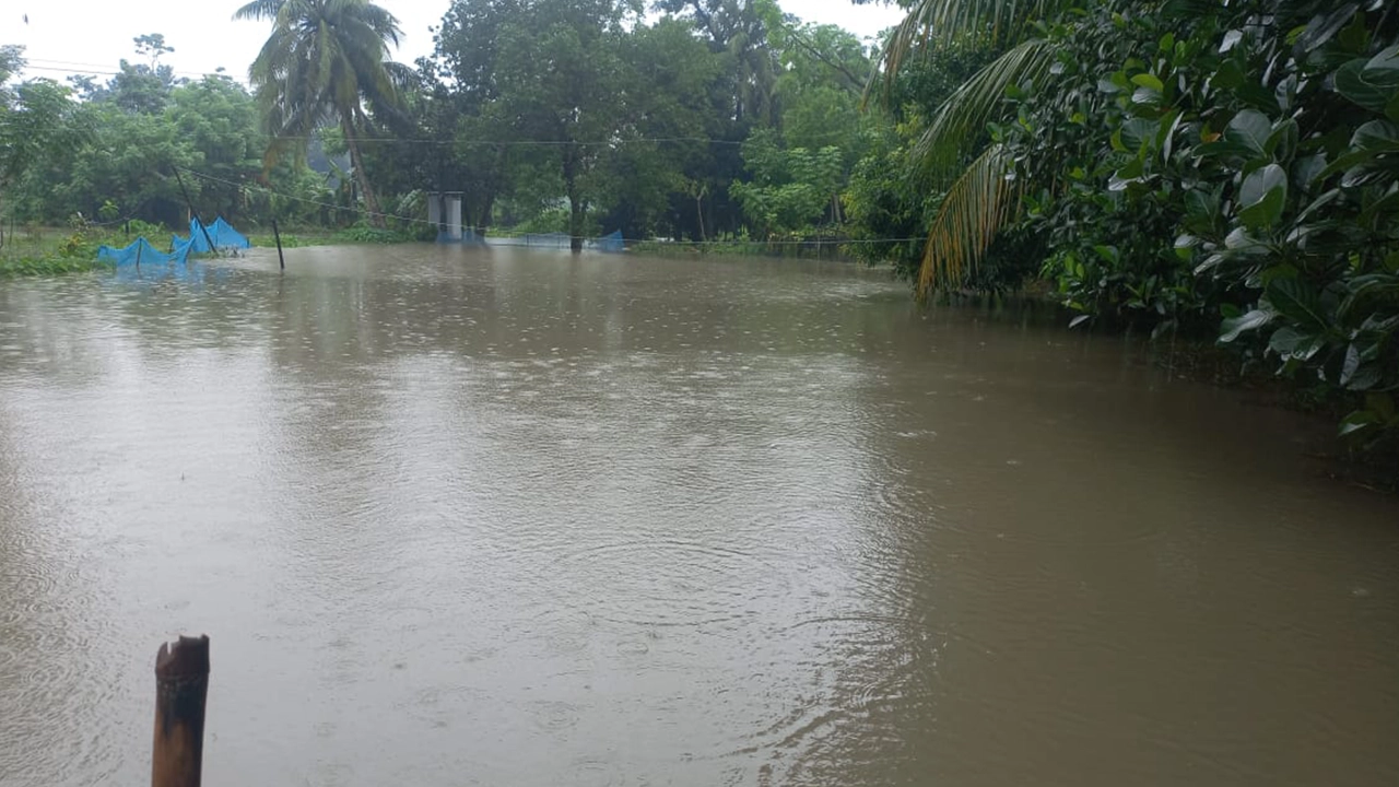 বন্যায় ভেসে গেছে মাছ। ছবি : কালবেলা