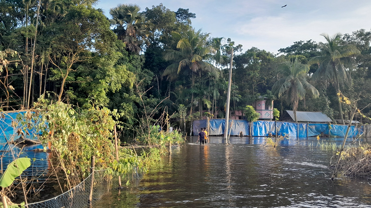 লক্ষ্মীপুরে বন্যায় প্রাণিসম্পদে ব্যাপক ক্ষয়ক্ষতি। ছবি : কালবেলা