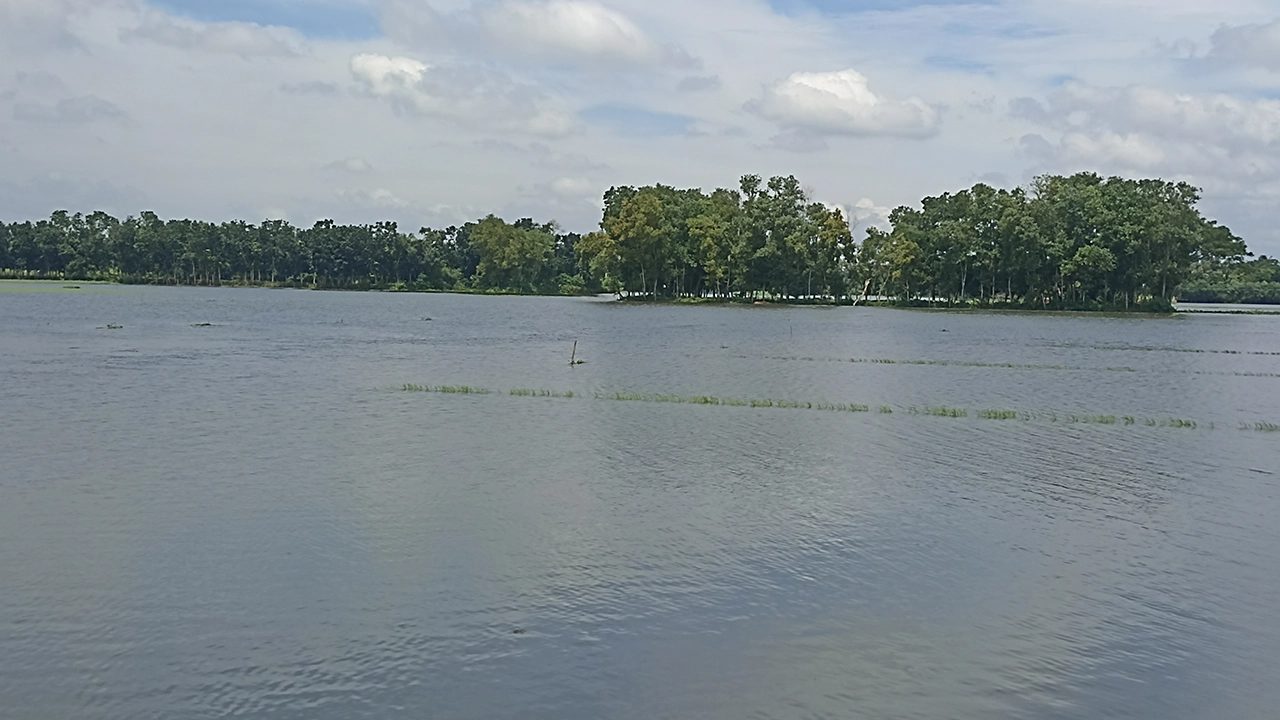 ব্রাহ্মণপাড়ায় বন্যায় তলিয়ে গেছে ফসলি মাঠ। ছবি : কালবেলা