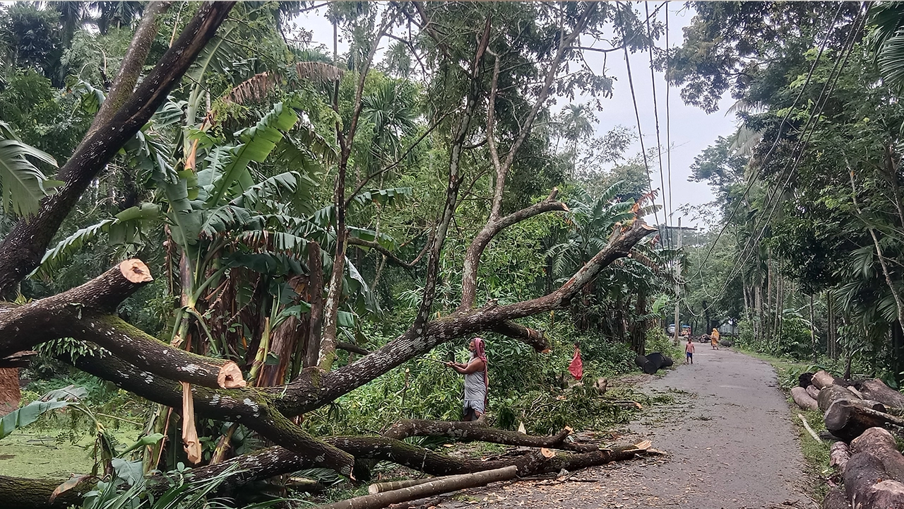 ভোলার তজুমদ্দিনে ঝড়ে উপড়ে পড়ে রাস্তার পাশের গাছ