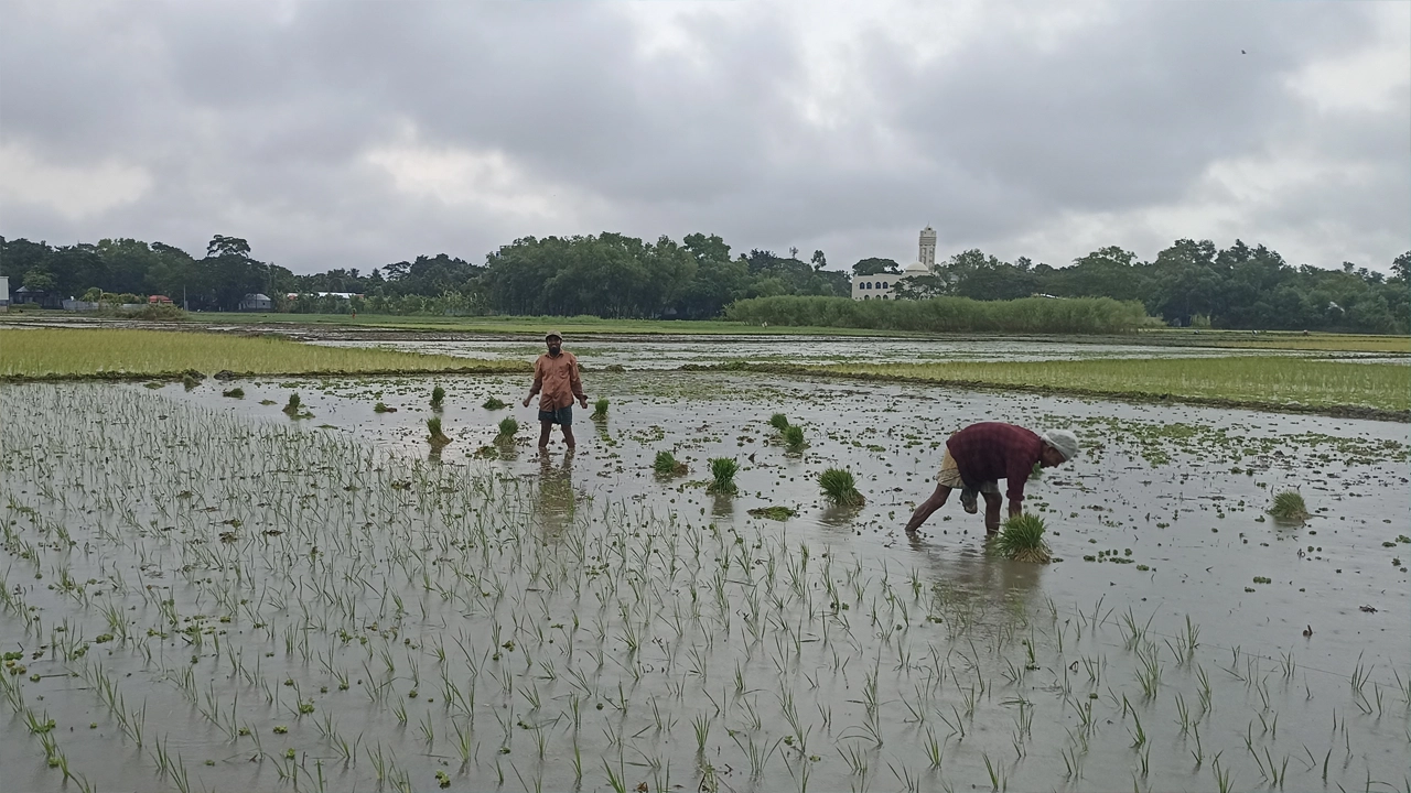 বন্যার পানি সরে যাওয়ায় আমন আবাদে ব্যস্ত সময় পার করছেন কৃষকরা। 