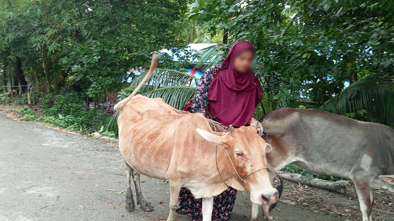 কিস্তির টাকা না পেয়ে গ্রাহকের গরু নিয়ে যাচ্ছেন এনজিওকর্মী। ছবি : কালবেলা