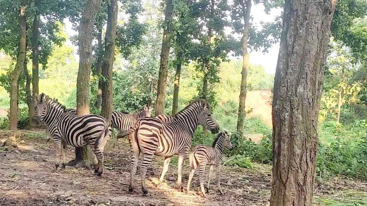 বঙ্গবন্ধু শেখ মুজিব সাফারি পার্কের জেব্রা পরিবারে নতুন দুই নবজাতক। ছবি : কালবেলা