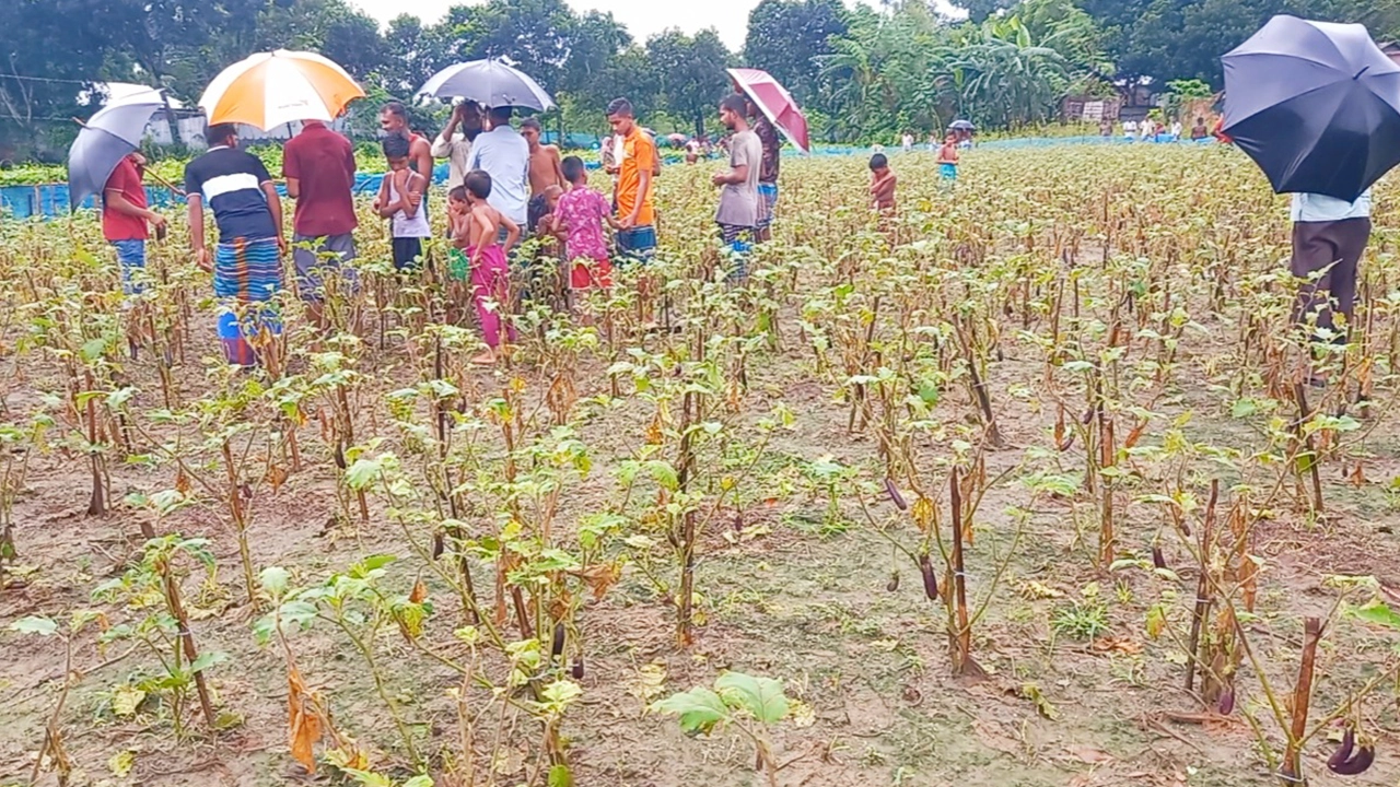 ভুল কীটনাশকে মরে যায় কৃষকের বেগুন ক্ষেত। ছবি : কালবেলা