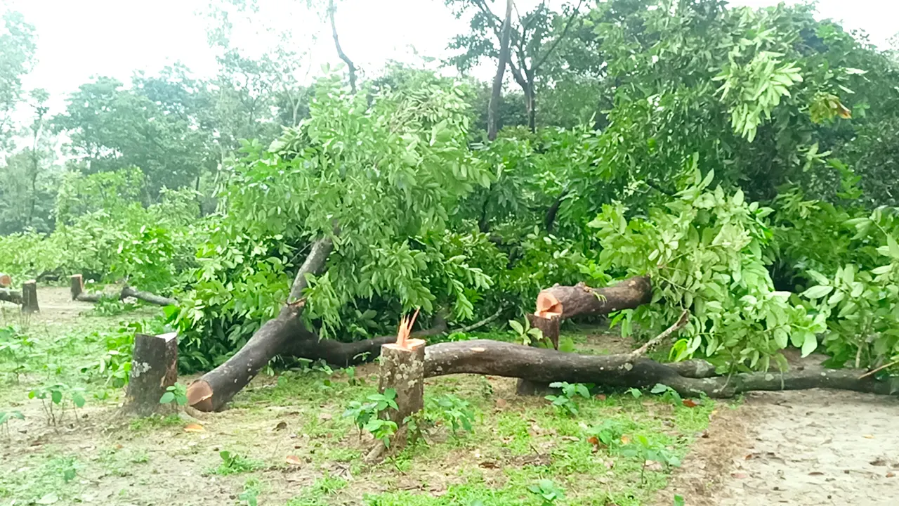 খয়ের বাগানে কেটে রাখা গাছ। ছবি : কালবেলা