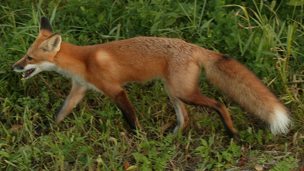 শিয়াল। ছবি : সংগৃহীত