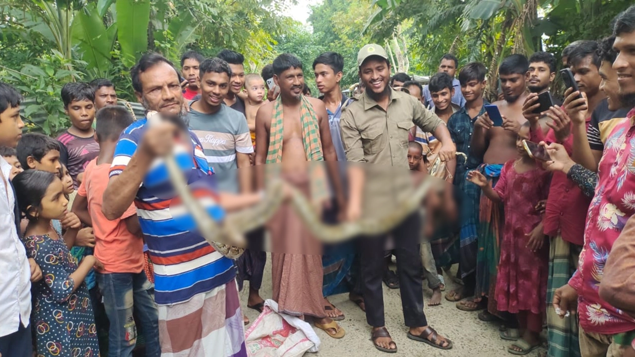 বরগুনার পাথরঘাটায় রান্না ঘরের পাশ থেকে ১০ ফুট লম্বা একটি অজগর সাপ উদ্ধার