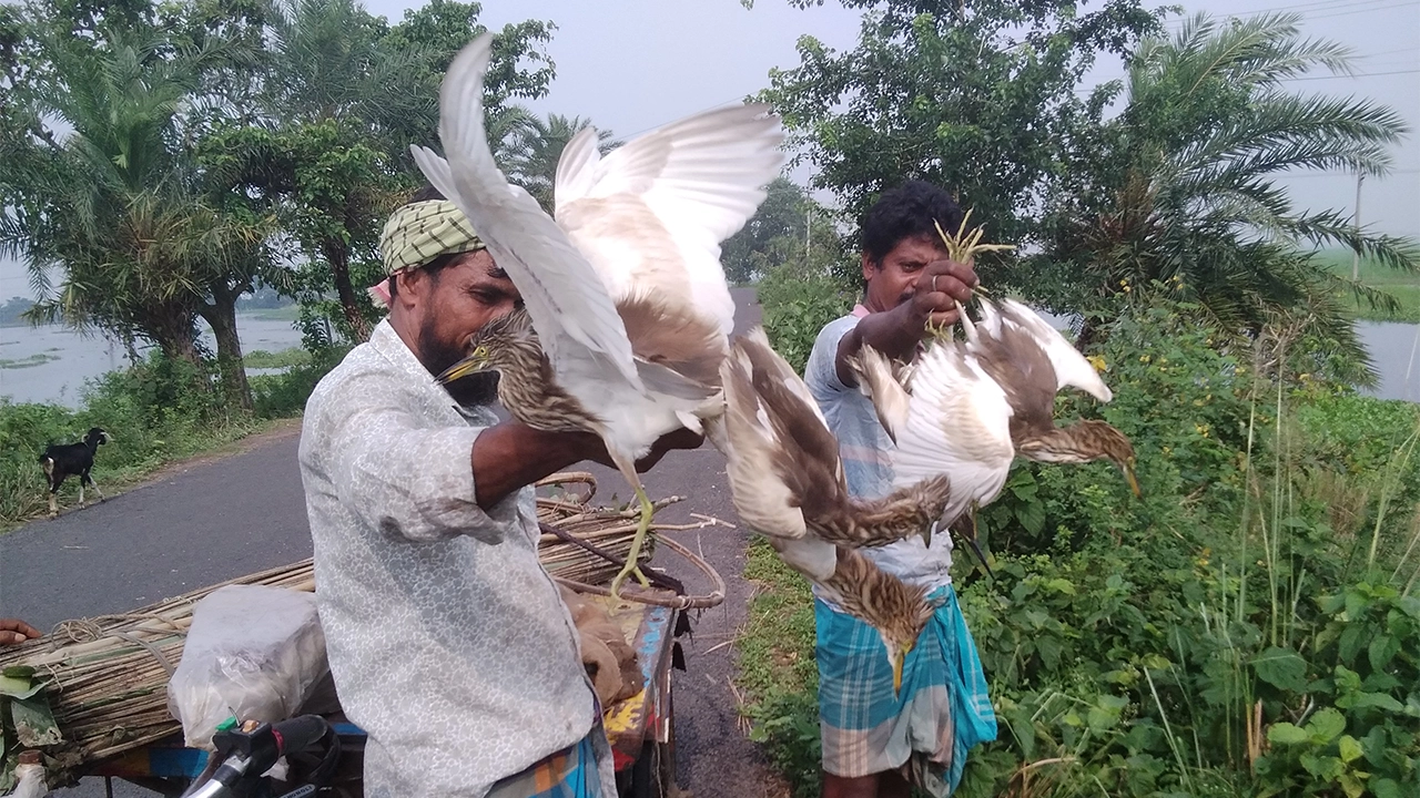 ৪০টি বক অবমুক্ত করছেন শিকারি। ছবি : কালবেলা