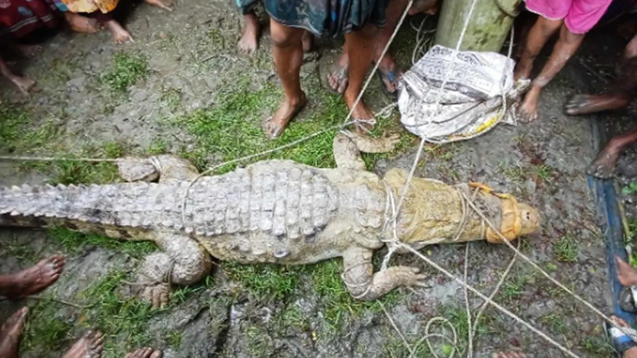 চরের পুকুর থেকে কুমির উদ্ধার। ছবি : কালবেলা