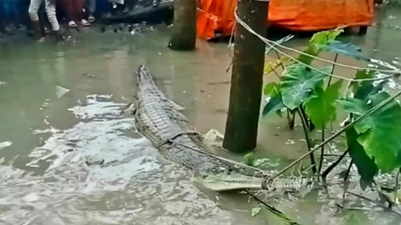 জেলের জালে আটকা পড়েছে ঘড়িয়াল। ছবি : কালবেলা