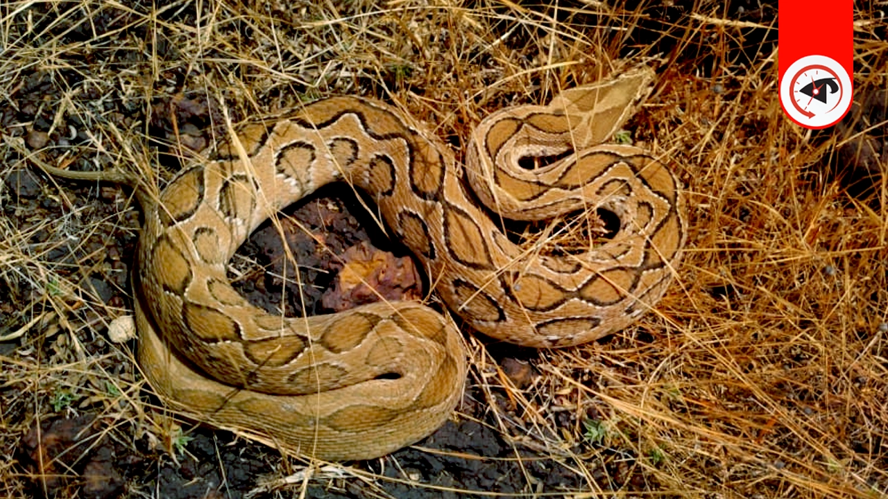 রাসেল ভাইপার। গ্রাফিক্স : কালবেলা