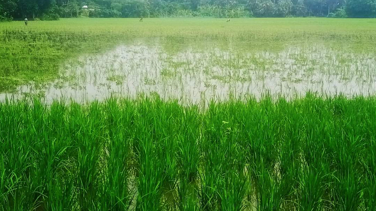 রোপা আমনের ক্ষেত। ছবি : কালবেলা