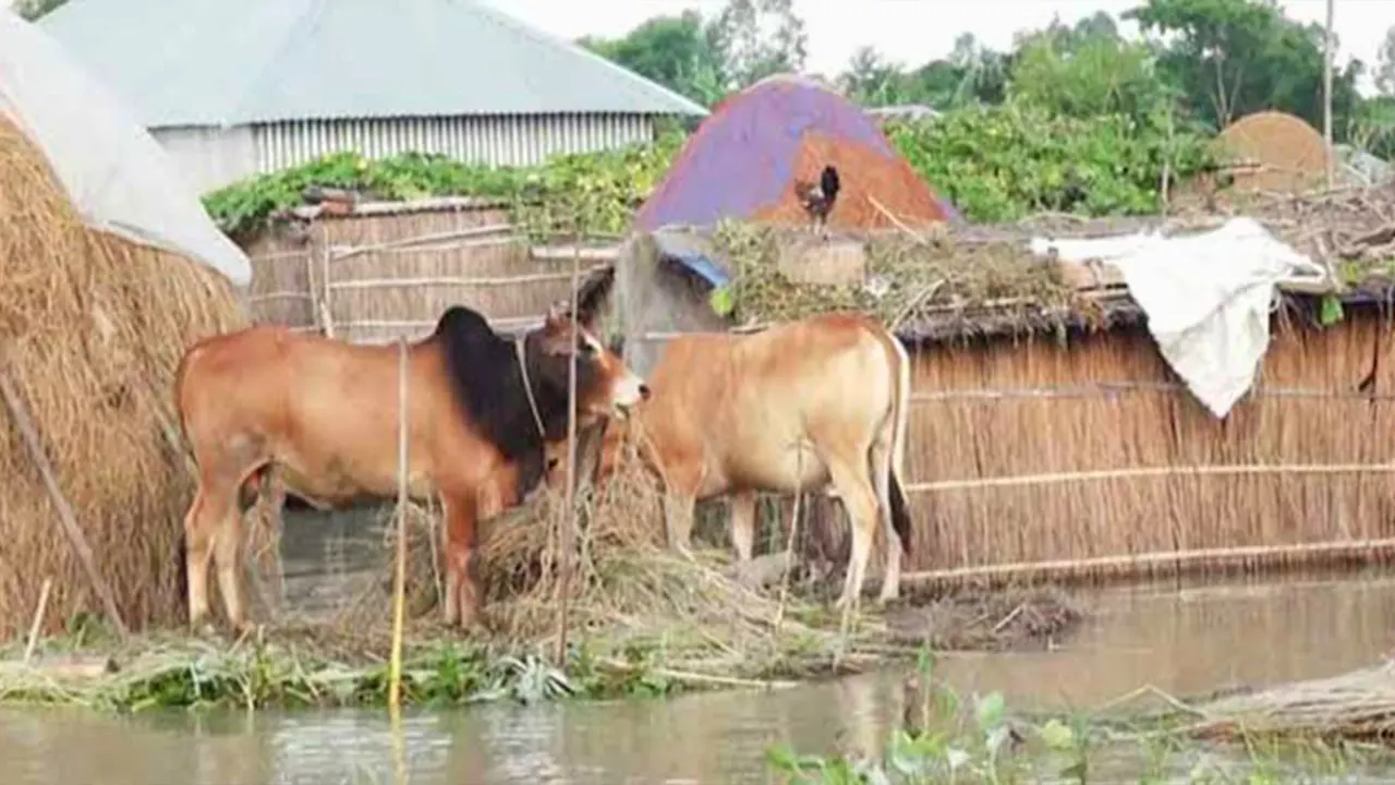 পানিবন্দি পরিবার। ছবি : কালবেলা