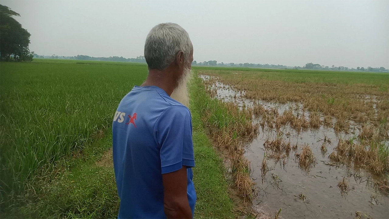 নষ্ট হয়ে যাওয়া ফসলের মাঠের দিকে তাকিয়ে কৃষক। ছবি : কালবেলা