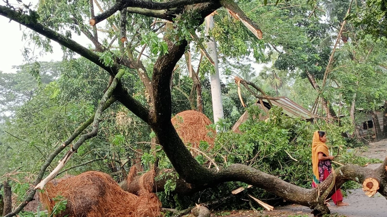 ঝড়ে সড়কে ভেঙে পড়েছে গাছ। ছবি : কালবেলা