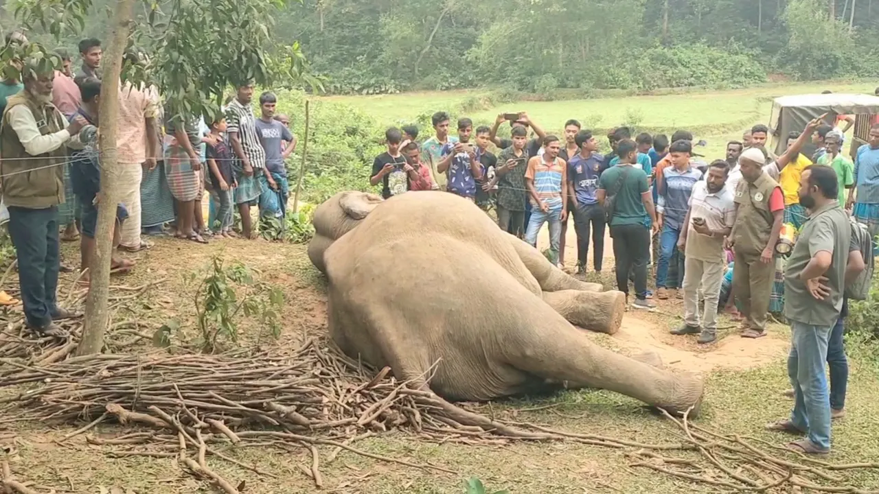 হত্যাকাণ্ডের শিকার হাতিটি দেখতে উৎসুক জনতার ভীড়। ছবি : কালবেলা