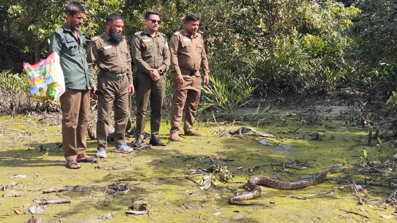 উদ্ধারকৃত অজগরটিকে বনে অবমুক্ত করা হয়। ছবি : কালবেলা