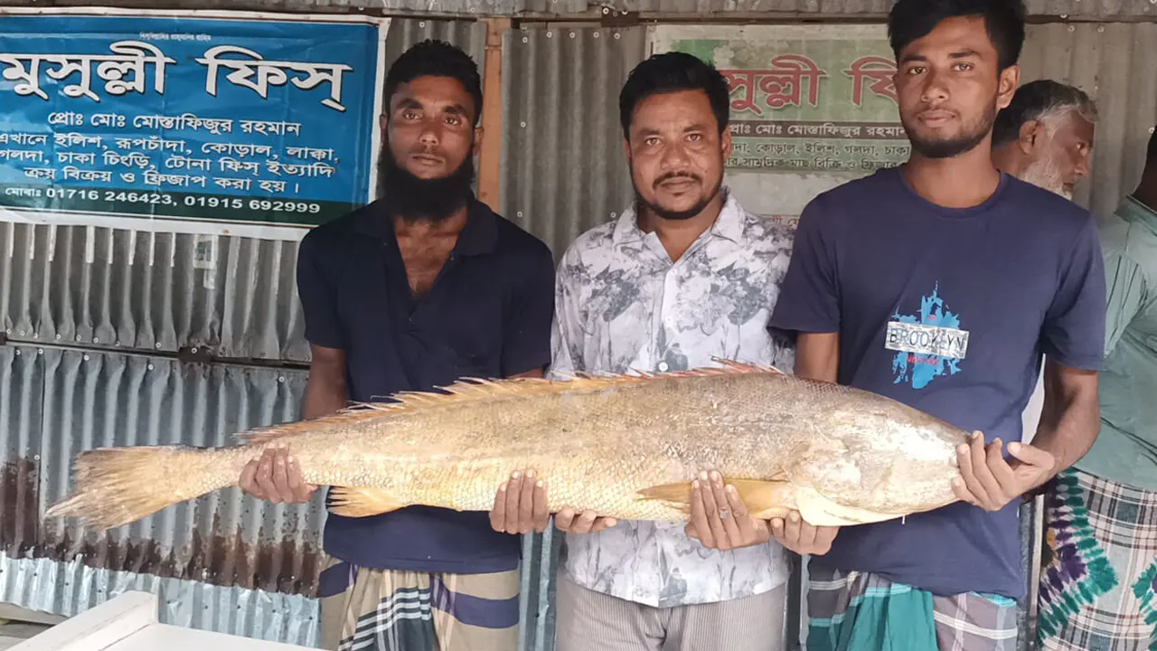 জেলের জালে ধরা পড়েছে ১৪ কেজি ওজনের সামুদ্রিক পোয়া। ছবি : কালবেলা