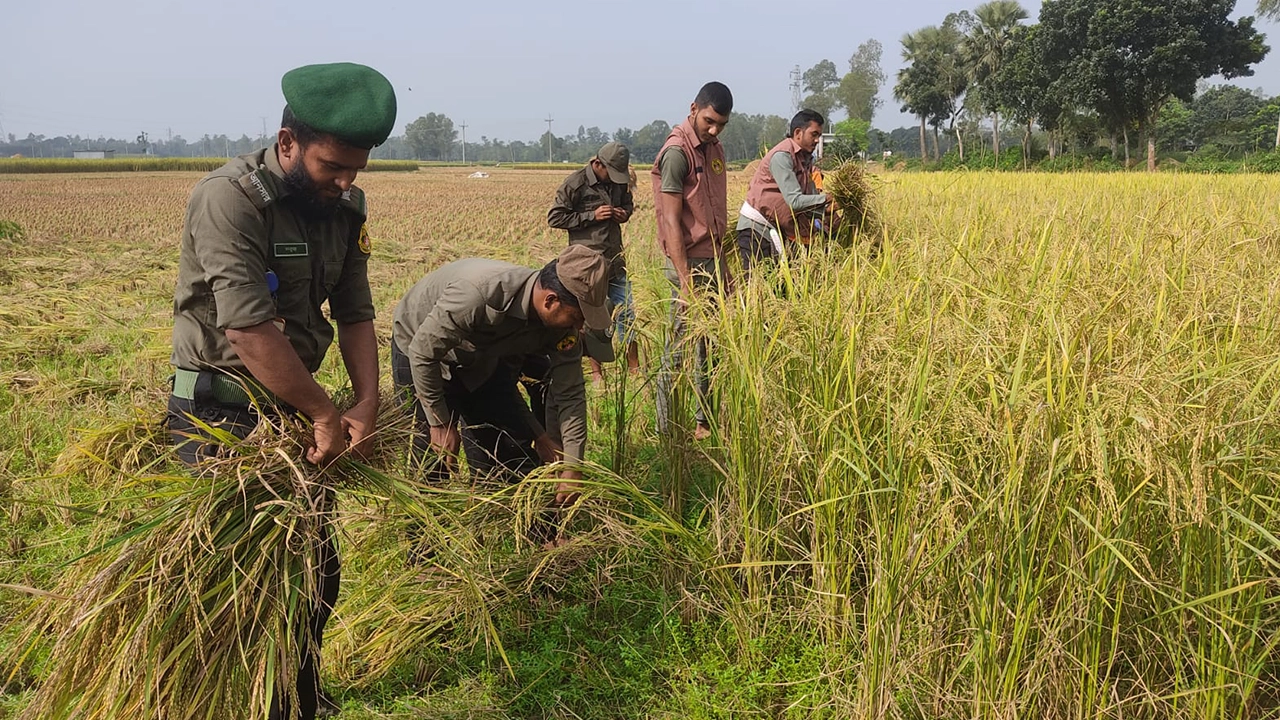 সিরাজগঞ্জের কামারখন্দে এক বৃদ্ধ কৃষকের ধান কেটে দিয়েছেন আনসার সদস্যরা। ছবি : কালবেলা