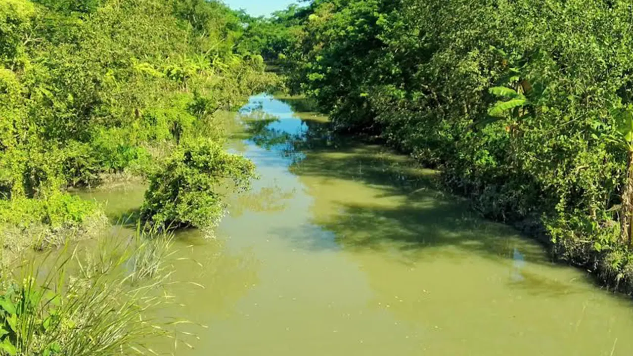 পুনর্ভবা মুরাদিয়া নদী। ছবি : কালবেলা