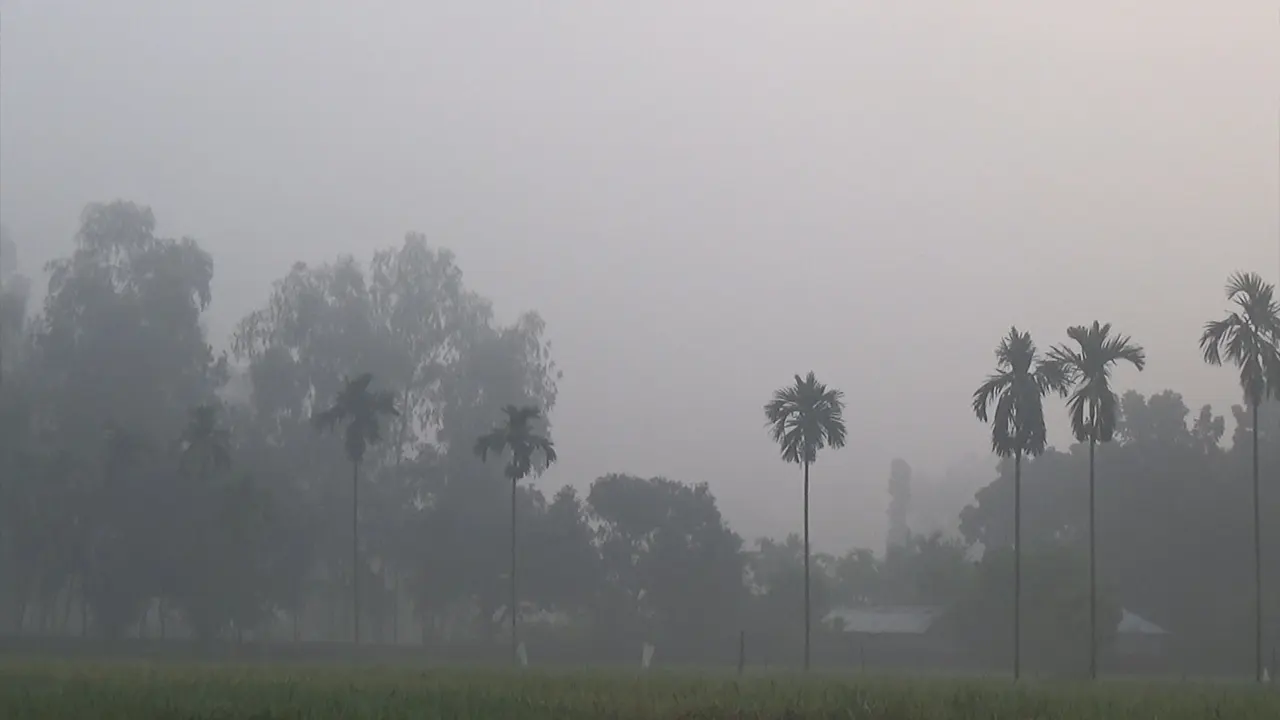 পঞ্চগড়ের তেঁতুলিয়া ঘন কুয়াশার একটি চিত্র। ছবি : কালবেলা