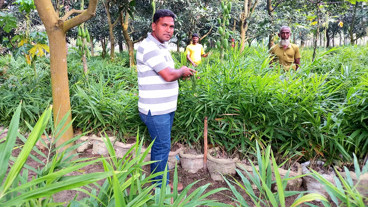 নিজ আম বাগানে বস্তায় আদা চাষ করেন তরুণ কৃষি উদ্যোক্তা সোহেল। ছবি : কালবেলা