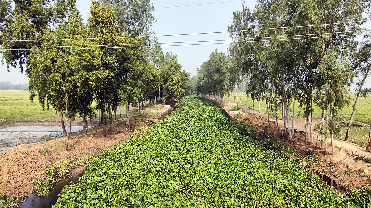 নওগাঁর রক্তদহ বিল। ছবি : কালবেলা