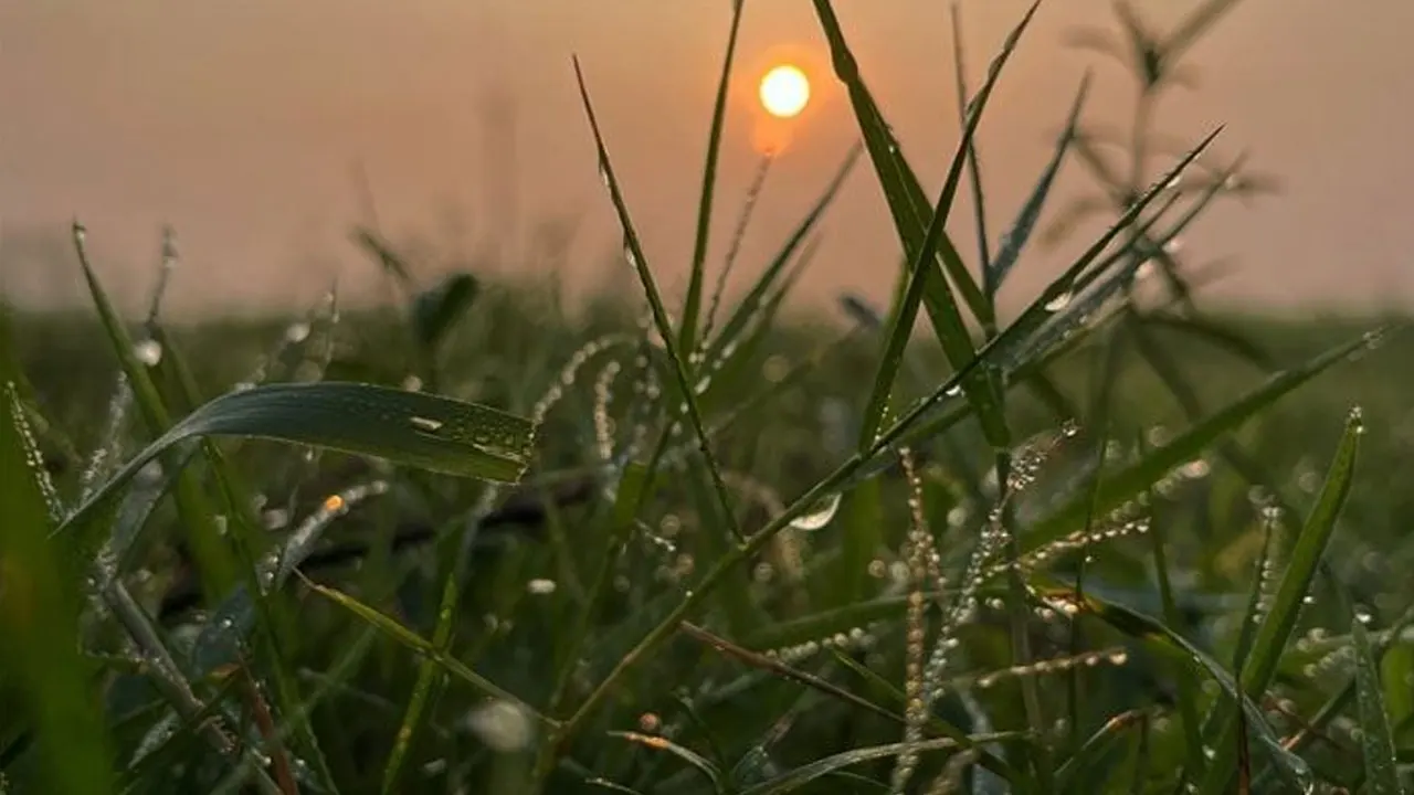 শীতের সকাল। ছবি : সংগৃহীত