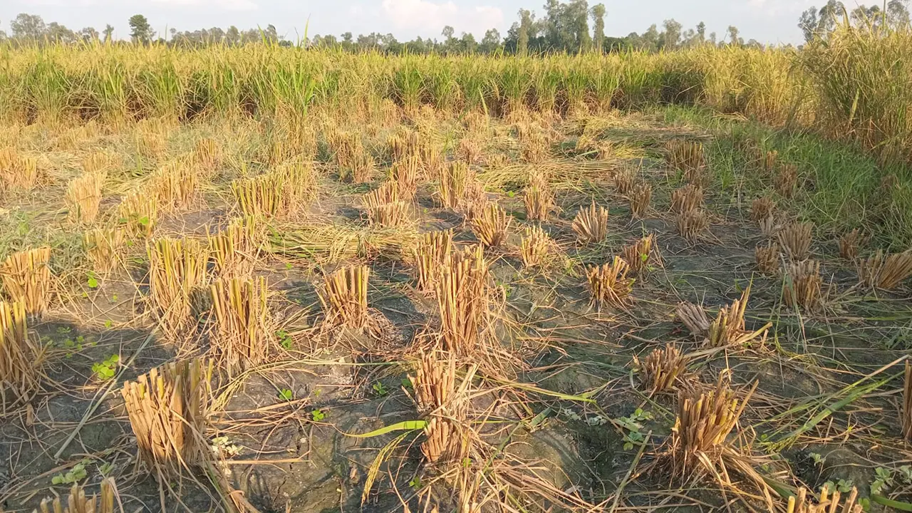 কুড়িগ্রামের চিলমারী রাতের আঁধারে রোপা আমন ধান জমি থেকে কেটে নিয়ে গেছে প্রতিপক্ষ। ছবি : কালবেলা