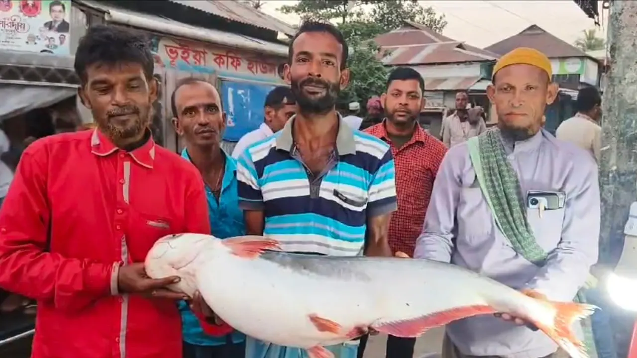 নদীতে জালে ধরা পড়ল ১৪ কেজি ওজনের পাঙাশ। ছবি : কালবেলা