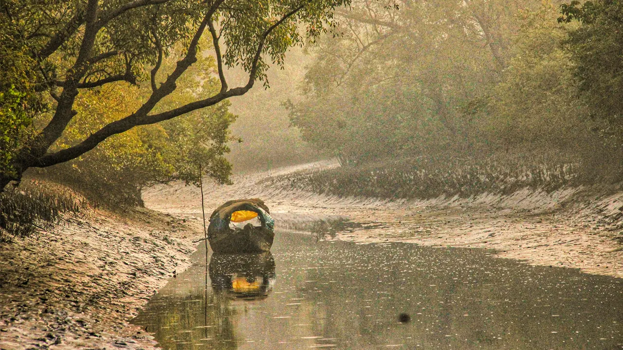 সুন্দরবন। ছবি : সংগৃহীত