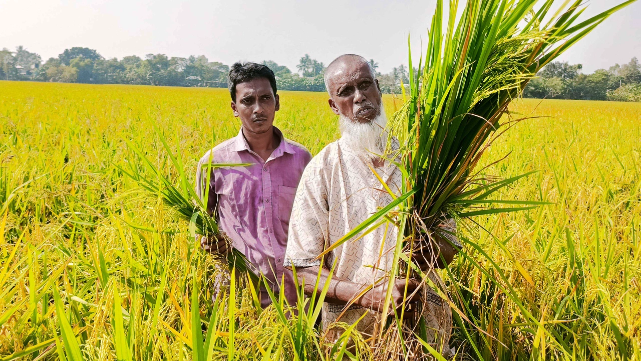 কৃষকের ১০ বিঘার ধানে চিটা। ছবি : কালবেলা