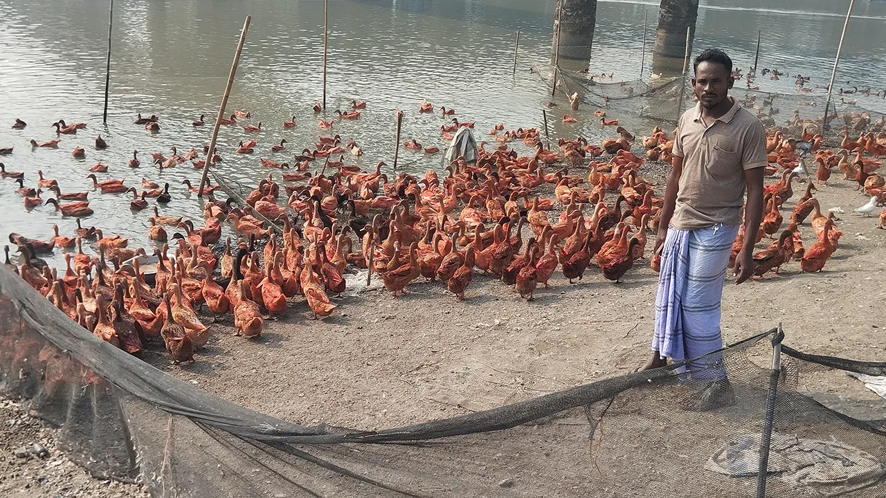 নিকলীর হাঁসের খামার। ছবি : কালবেলা