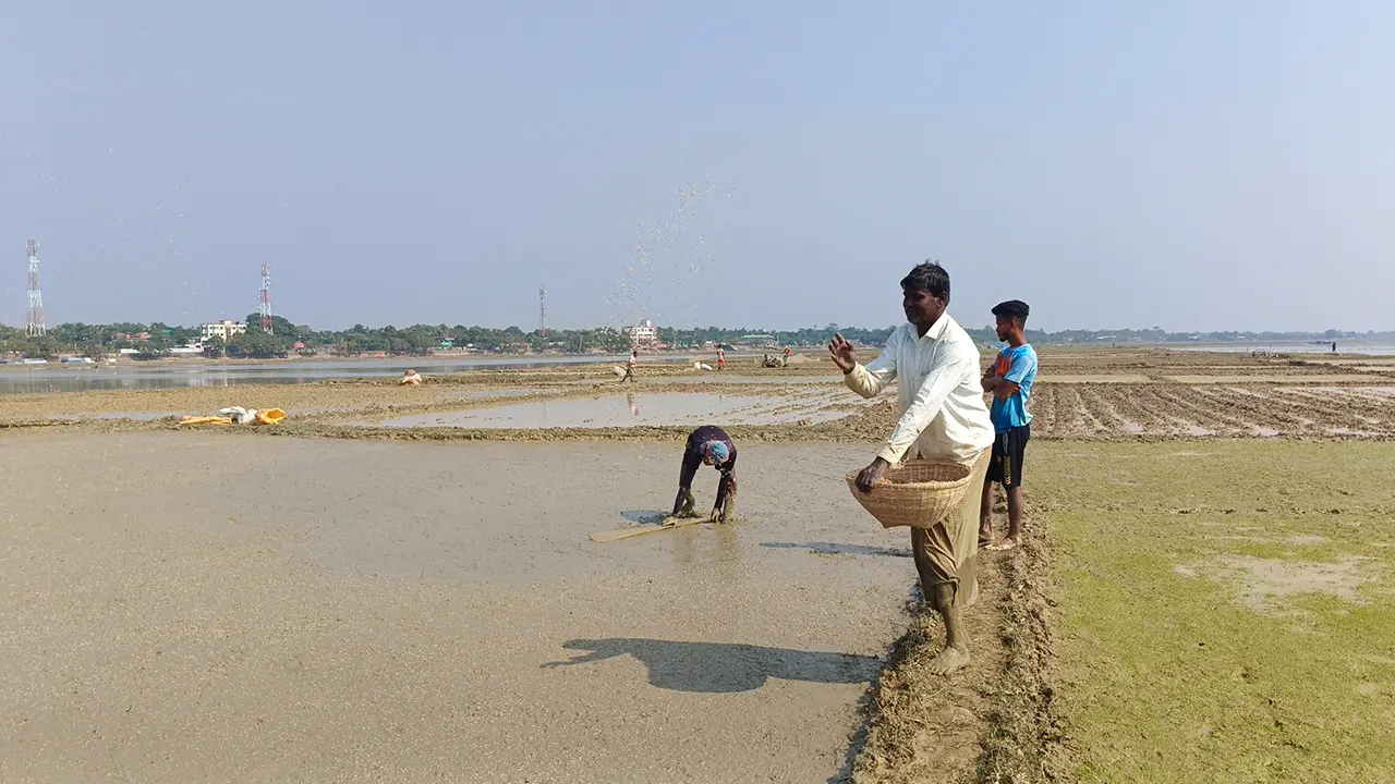 বীজতলা তৈরির কাজে ব্যস্ত কৃষকরা। ছবি : কালবেলা