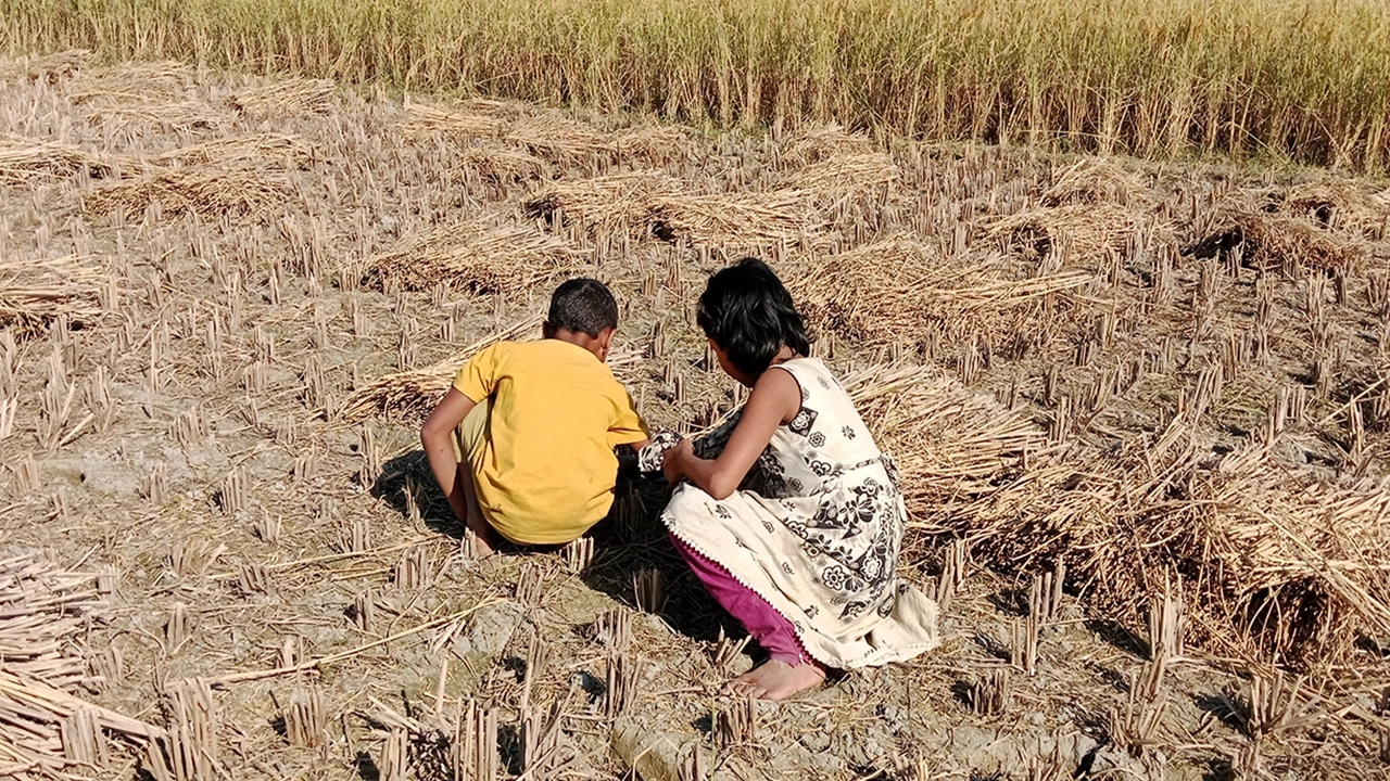 ধান কাটার পর জমিতে পড়ে থাকা ধান সংগ্রহে ব্যস্ত দুই শিশু। ছবি : কালবেলা